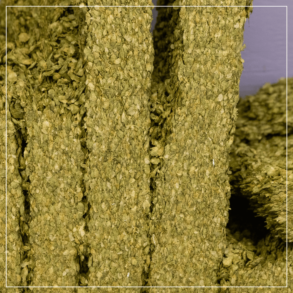 Whole Cone Hops 2025