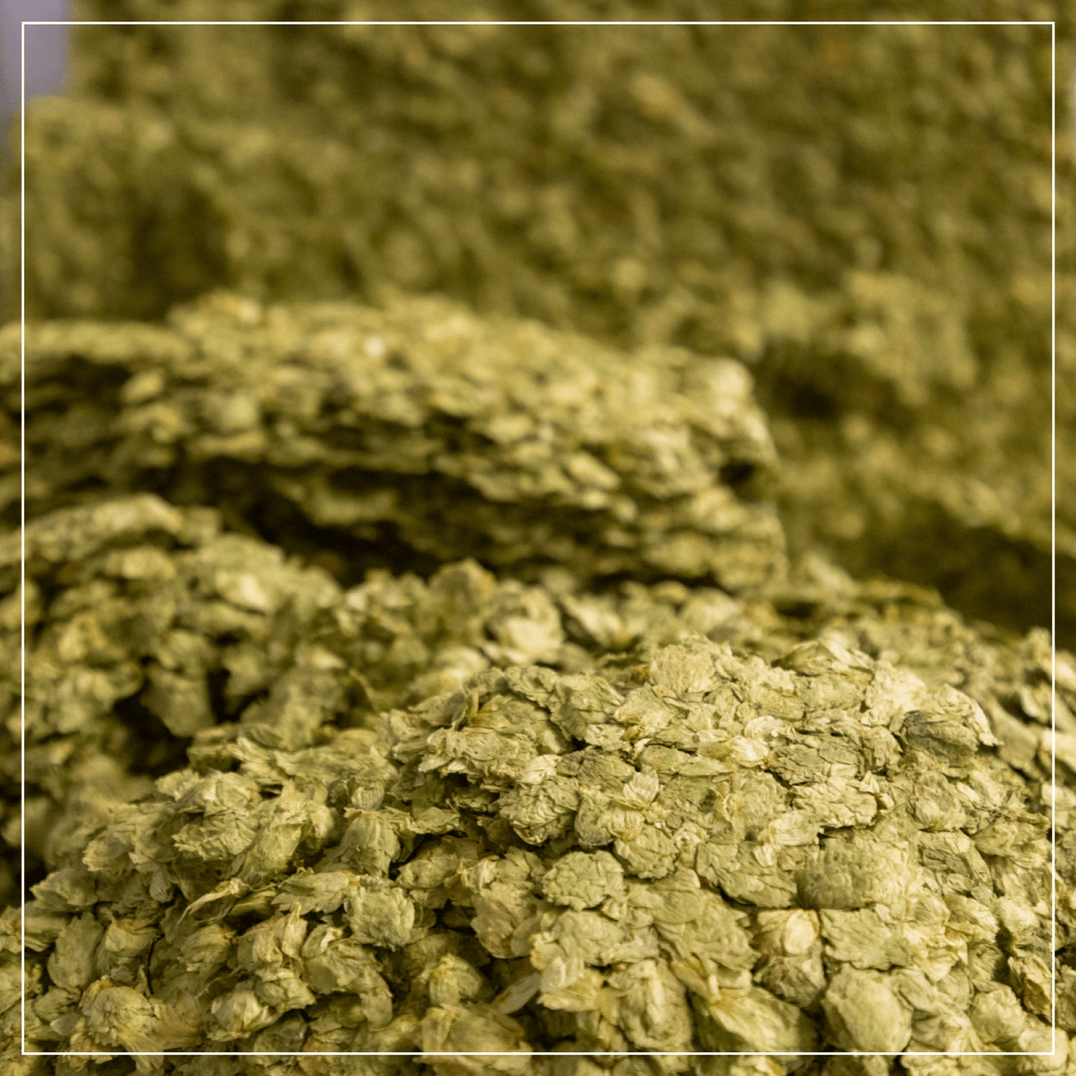 Whole Cone Hops Close Up