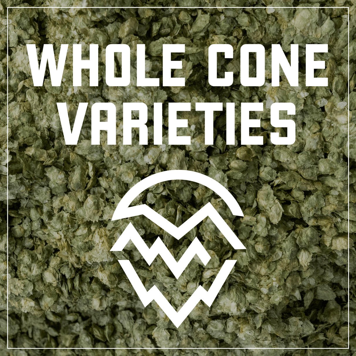 Whole Cone Hops